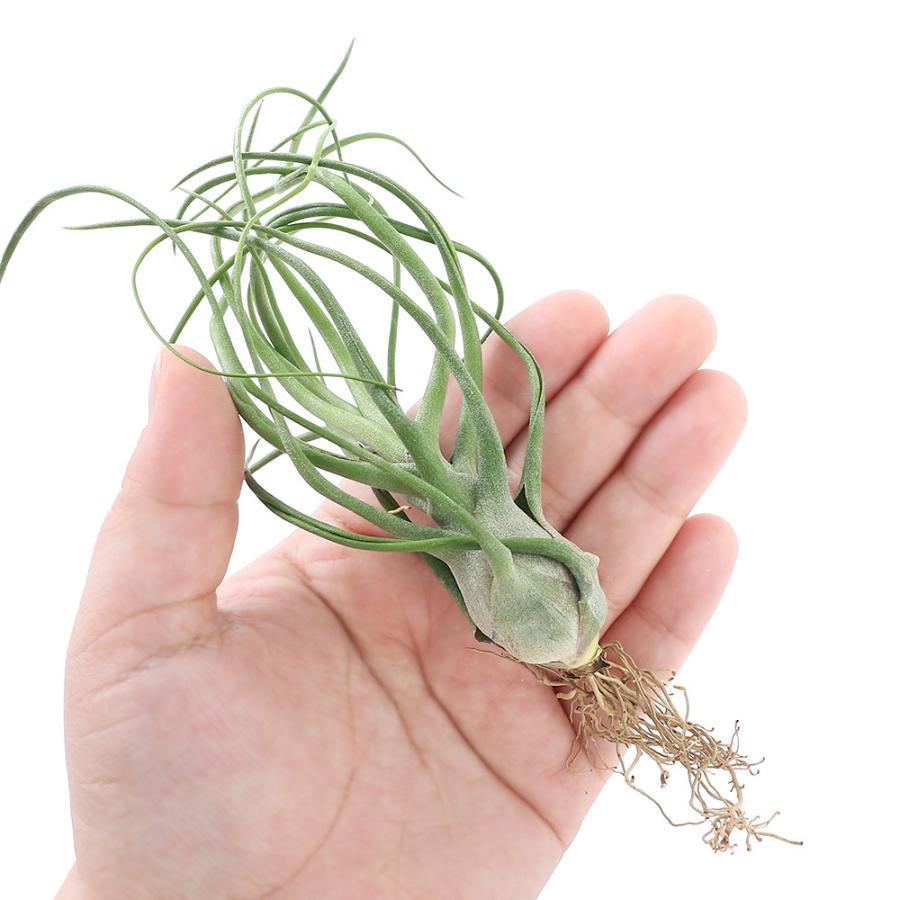 チャーム（charm） （観葉植物）エアープランツ チランジア ショー