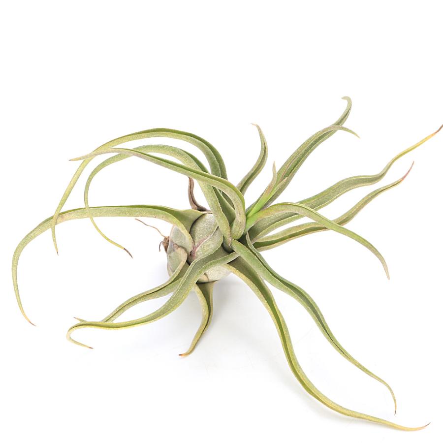 チャーム（charm） （観葉植物）エアープランツ チランジア ショー