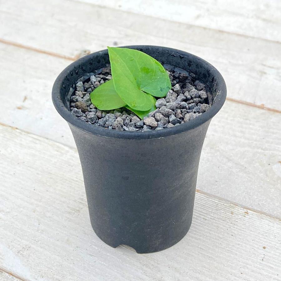 正規販売店 観葉植物 ディオスコレア エレファンティぺス 亀甲竜 ２ ５号 １鉢 コーデックス Rmladv Com Br