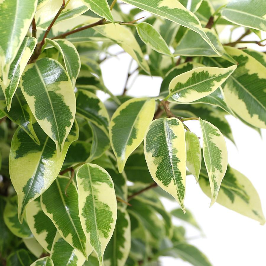 観葉植物 フィカス ベンジャミン ラブリー １鉢 北海道冬季発送不可 ６号 日本人気超絶の