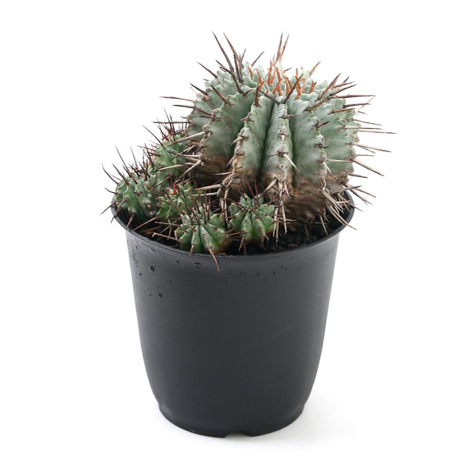 観葉植物 一点物 ユーフォルビア 沖縄別途送料 長棘ホリダ １鉢 ３６８９２３ ４号 最大98 オフ ユーフォルビア