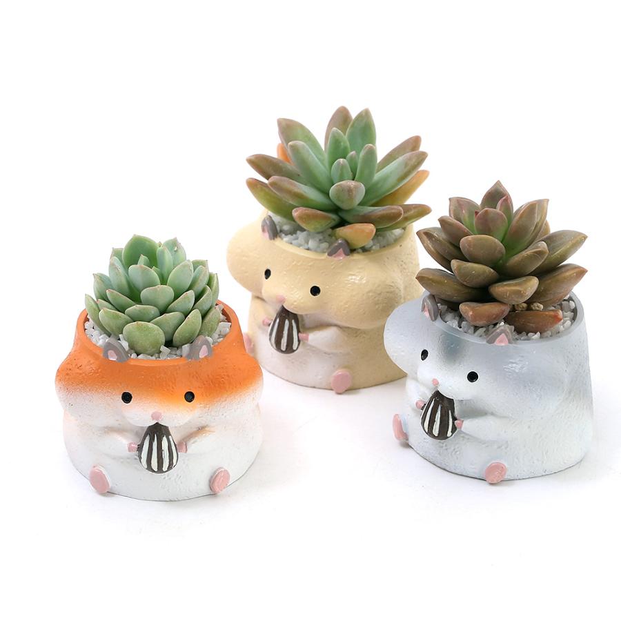 チャーム（charm） （多肉植物）おまかせプチ多肉 リトルアニマル