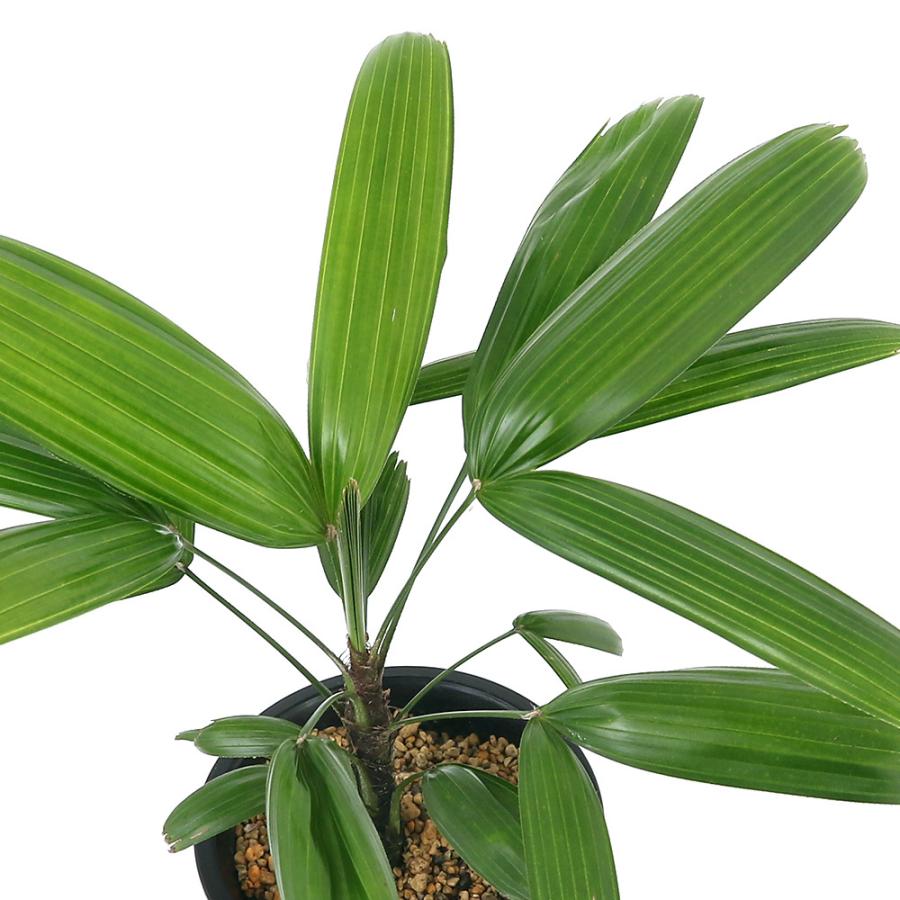 観葉植物 ヤシ カンノンチク 観音竹 小判 ４号 １鉢 チャーム Charm Paypayモール店 通販 Paypayモール