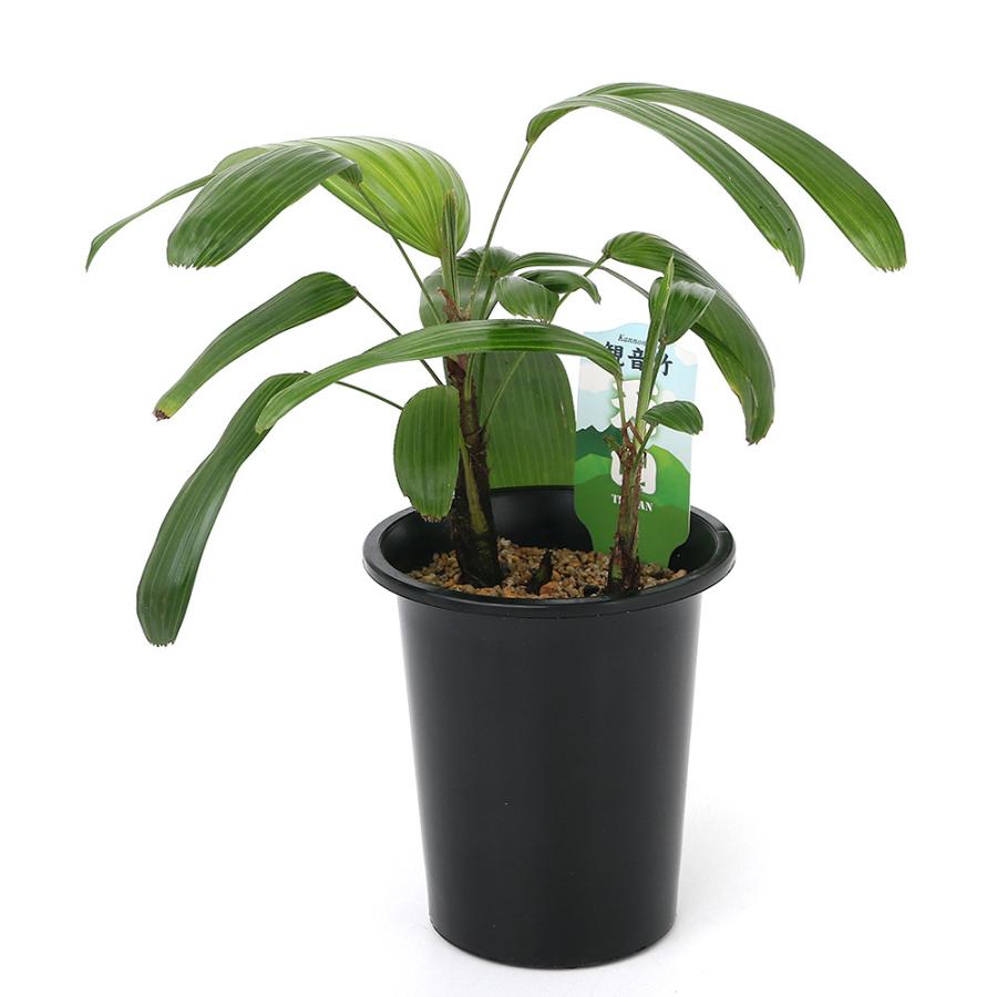 チャーム（charm） （観葉植物）ヤシ カンノンチク（観音竹） 天山 4