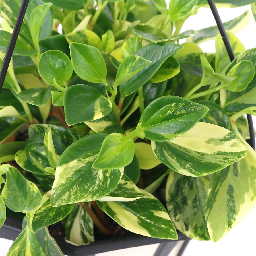 在庫処分 観葉植物 ペペロミア グラベラ ５号 吊り鉢 １鉢 1 280円 Aynaelda Com