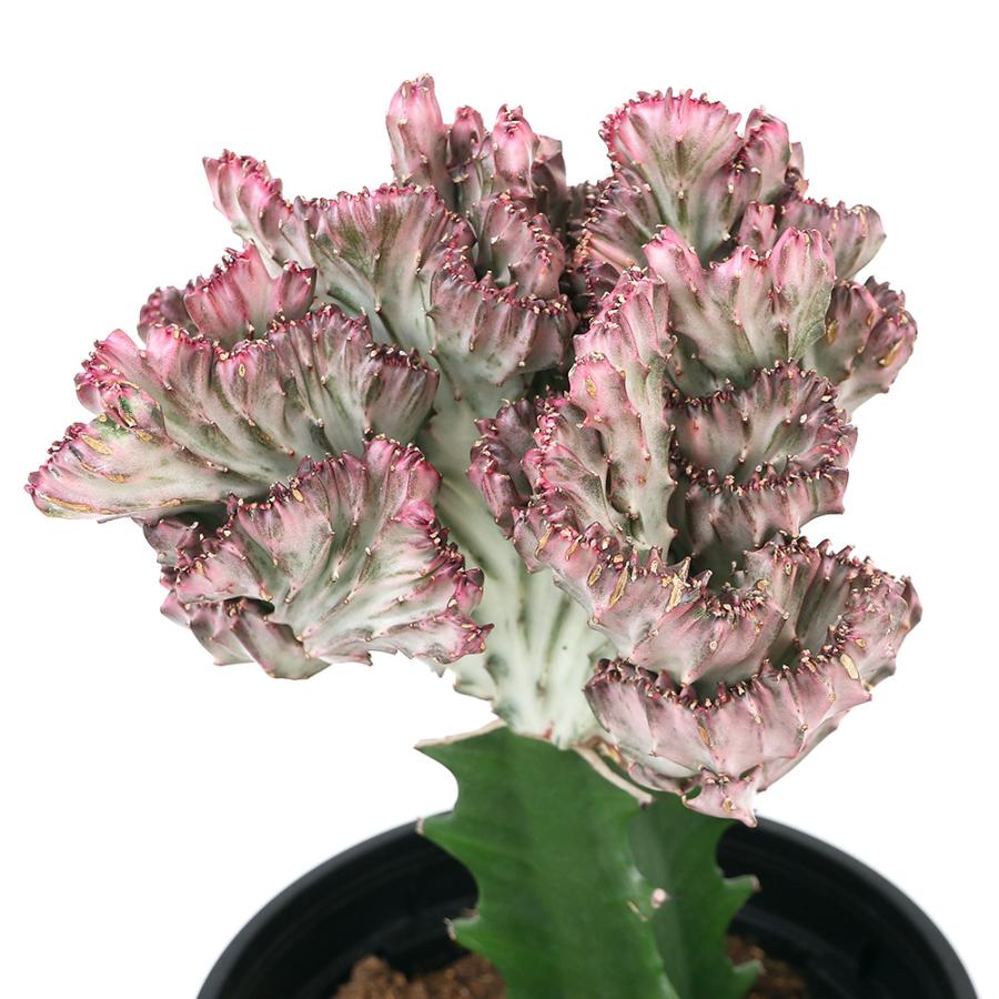 観葉植物）ユーフォルビア ラクテア（マハラジャ） 6号（1鉢  