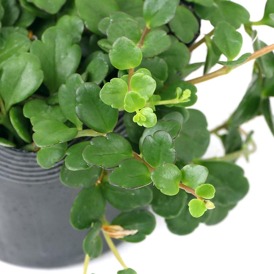 4年保証 カランコエ フィフィ4号吊鉢植え