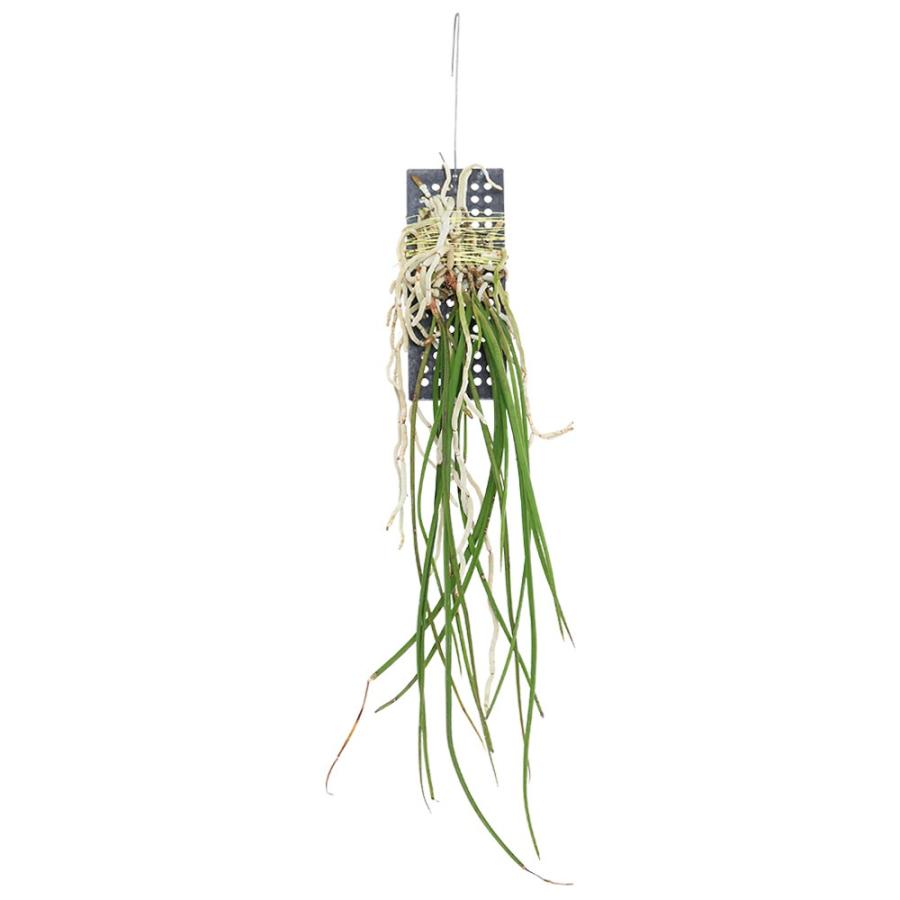 チャーム（charm） （観葉植物）洋ラン セイデンファデニア ミトラタ