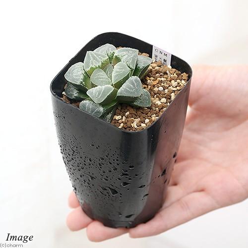 チャーム（charm） （多肉植物）ハオルチア 品種おまかせ 3号（1鉢