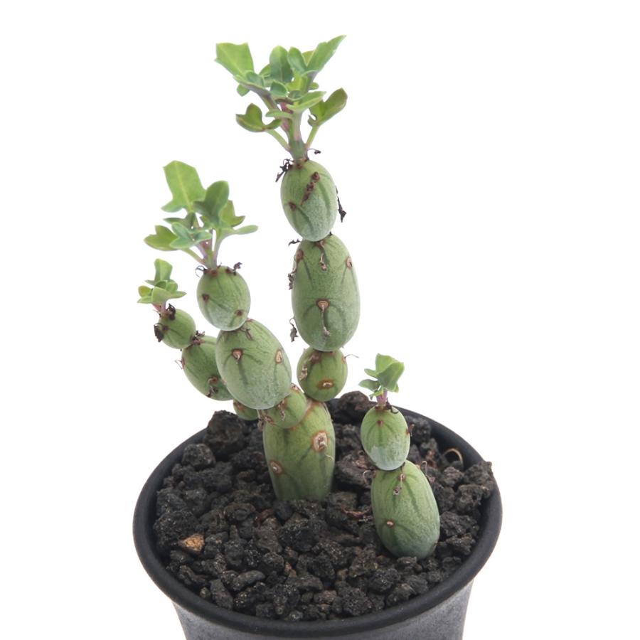 多肉植物　セネシオ　七宝樹錦　抜き苗 楽天市場】七宝樹錦 セネシオ Mサイズ5.5cmポット Senecio