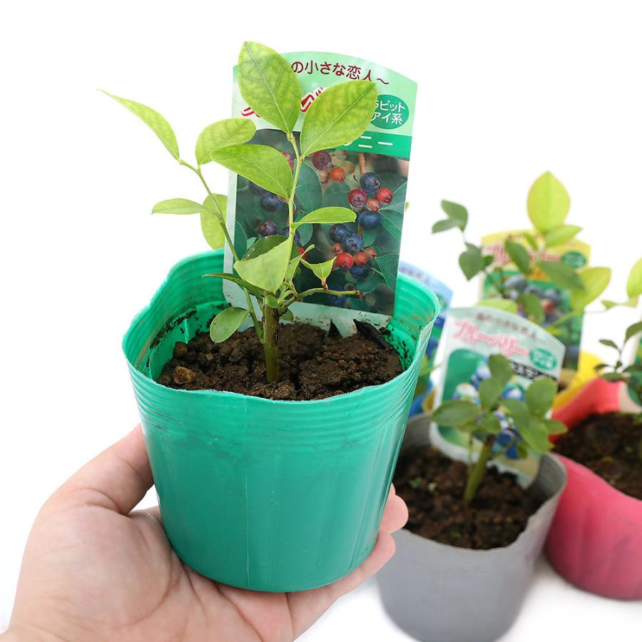 観葉植物 果樹苗 ブルーベリー ラビットアイ系 ３号 １ポット 家庭菜園 チャーム Charm Paypayモール店 通販 Paypayモール