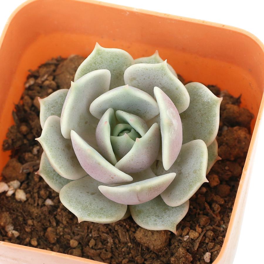 観葉植物 エケベリア こころ ローラ ２ ５号 １鉢 北海道冬季発送不可 チャーム Charm ヤフー店 通販 Yahoo ショッピング