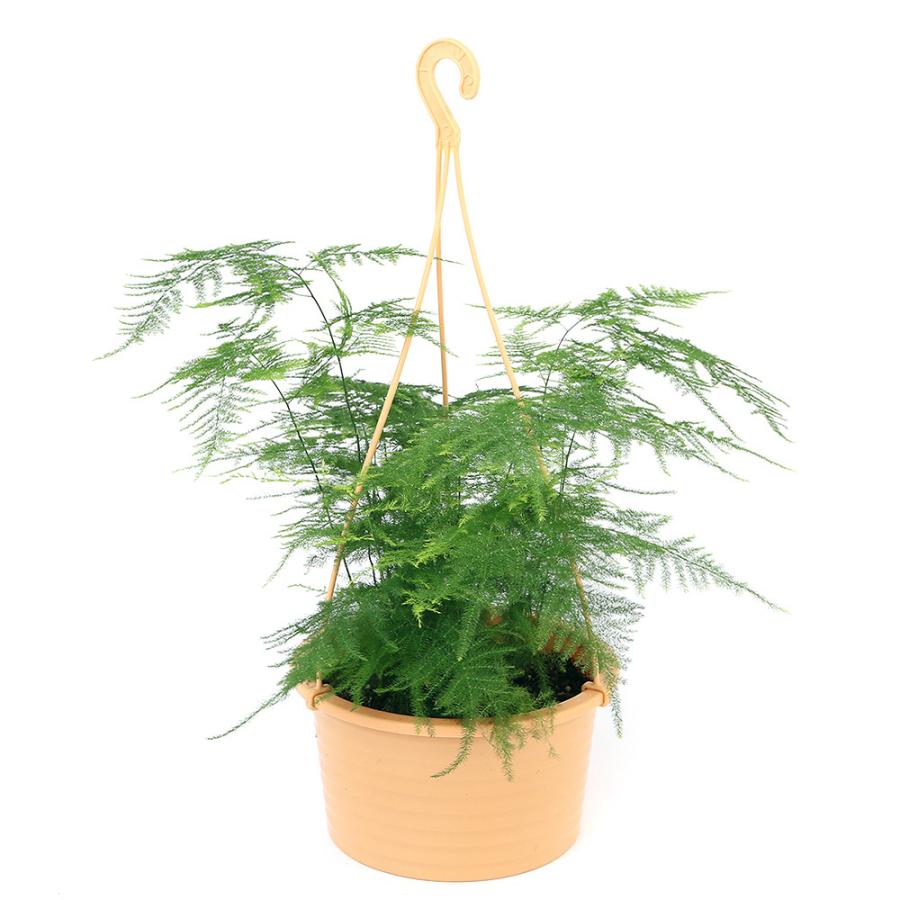観葉植物 アスパラガス ナナス 吊り鉢タイプ ６号 １鉢 新品