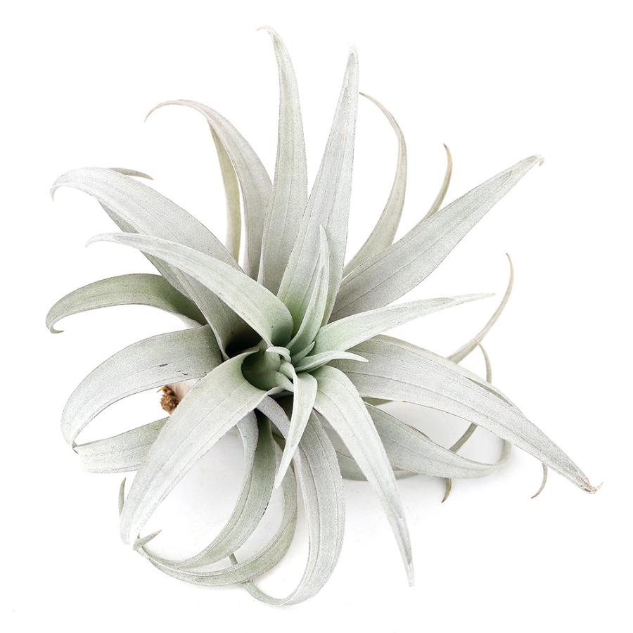 1272円 高品質の人気 観葉植物 エアープランツ ティランジア カピタータ イエロー １株