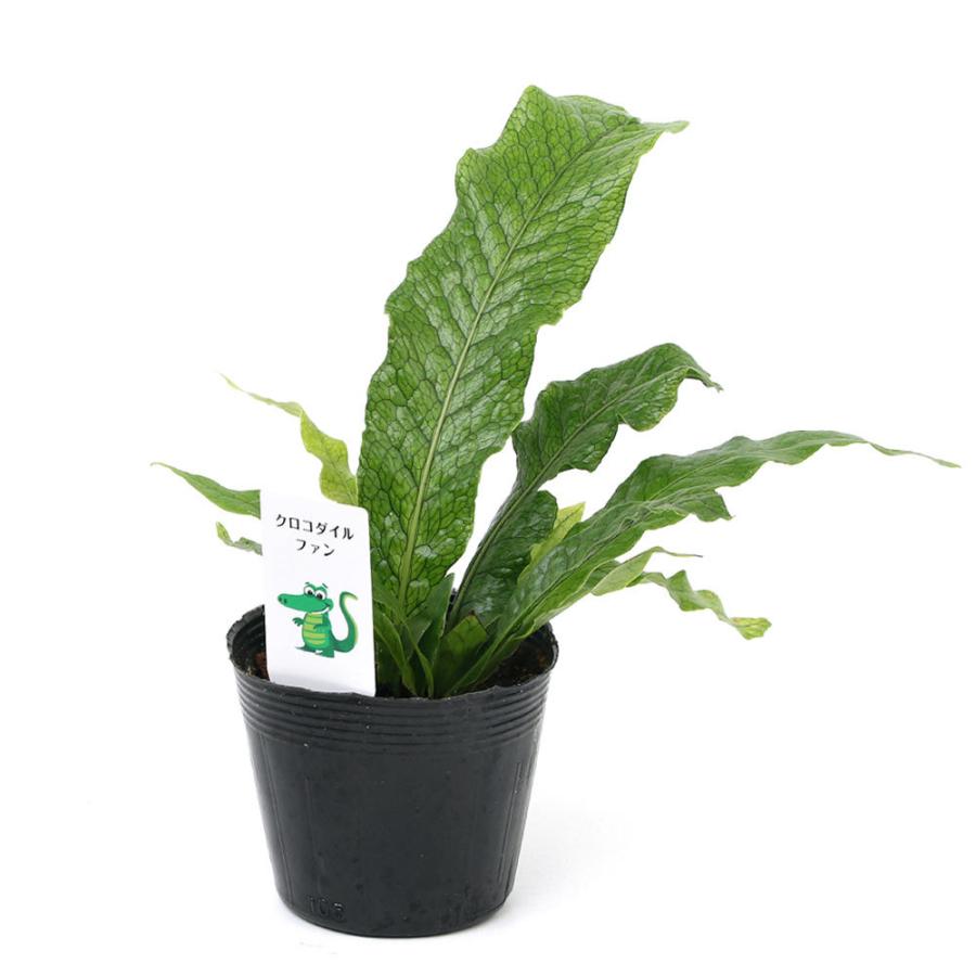 （観葉植物）シダ　クロコダイルファーン（ミクロソリウム　ムシフォリウム）　４号（１鉢） | チャーム（ペット） | 01