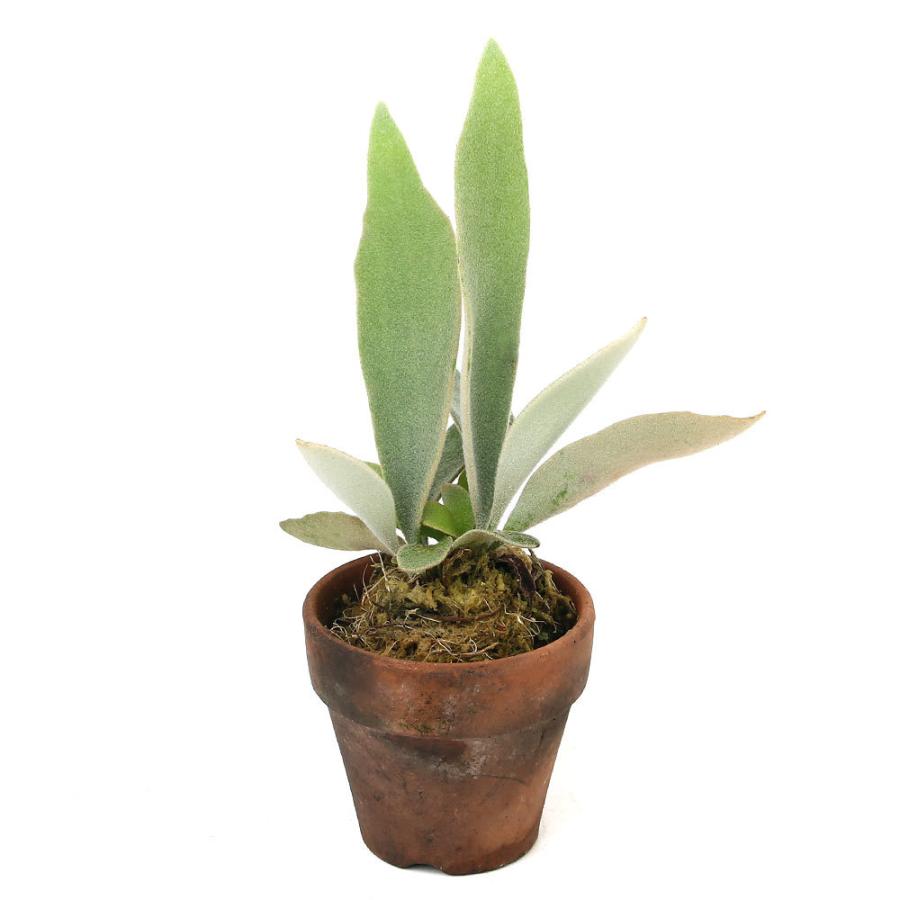 チャーム（charm） （観葉植物）コウモリラン ビカクシダ 素焼鉢 2号