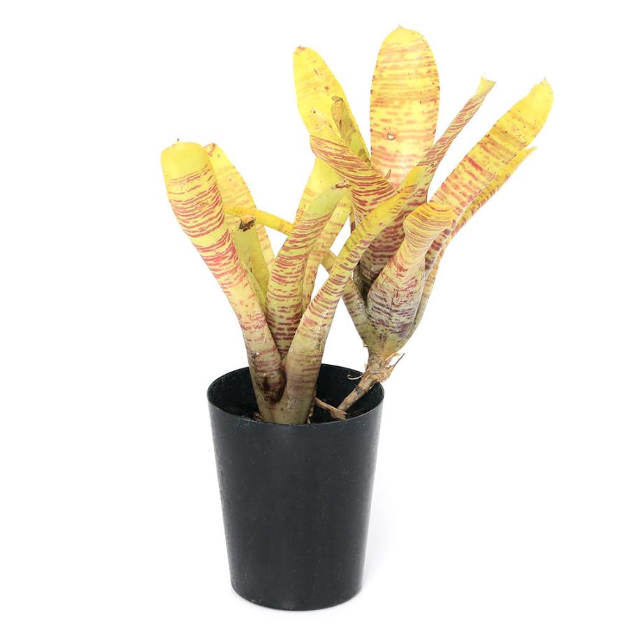 チャーム（charm） （観葉植物）ネオレゲリア 'イエローゼブラ' 2．5