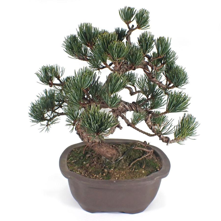 盆栽 一点物 マツ 松 ゴヨウマツ 五葉松 盆栽仕立て ６号 １鉢 ３７００２４ 沖縄別途送料 北海道冬季発送不可