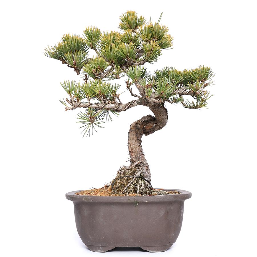 盆栽 一点物 マツ 松 ゴヨウマツ 五葉松 盆栽仕立て ６号 １鉢 ３７００２５ 沖縄別途送料 北海道冬季発送不可