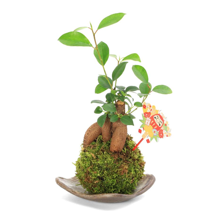 （観葉植物）ガーデニング福袋！苔玉　ガジュマル（１個）益子焼　刷毛目 | 