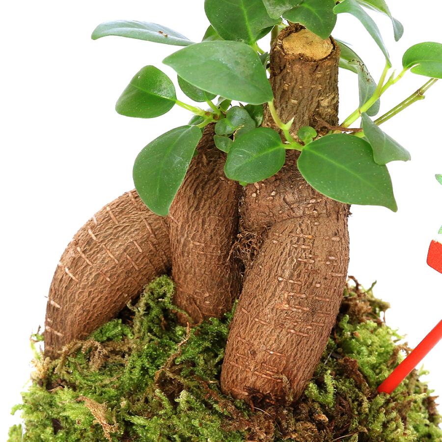 （観葉植物）ガーデニング福袋！苔玉　ガジュマル（１個）益子焼　刷毛目 |  | 01