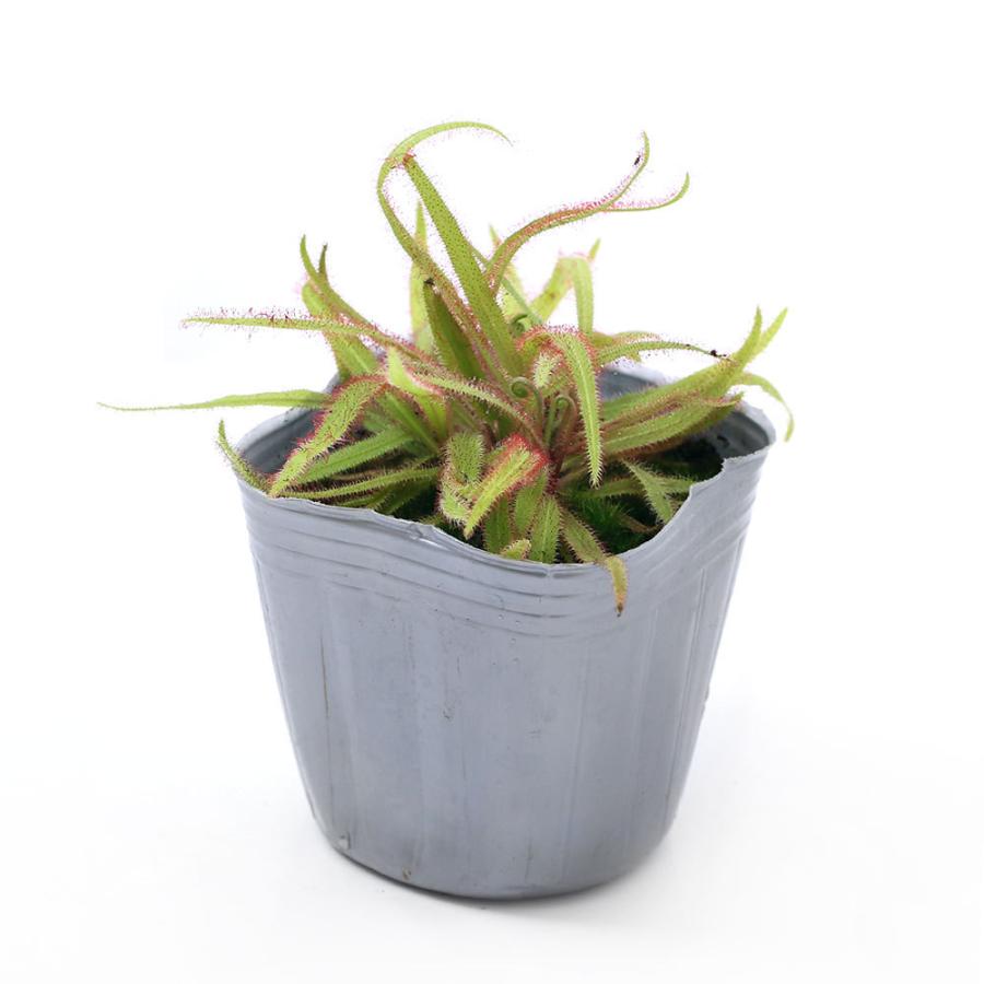 食虫植物 モウセンゴケ アデラエ ３号 １ポット チャーム Charm Paypayモール店 通販 Paypayモール