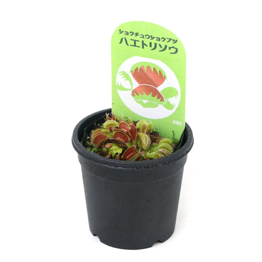 チャーム（charm） （食虫植物）ハエトリソウ 姫 2．5〜3号（1