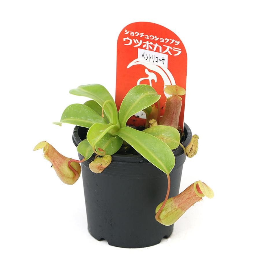チャーム(ペット) (食虫植物)ウツボカズラ ネペンテス チャーム(ペット) (食虫植物)ウツボカズラ ネペンテス