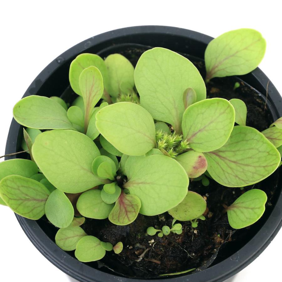 豊富なギフト 食虫植物 ミミカキグサ ウトリクラリア カリキフィダ ２ ３号 １ポット Italiacampingnetwork It