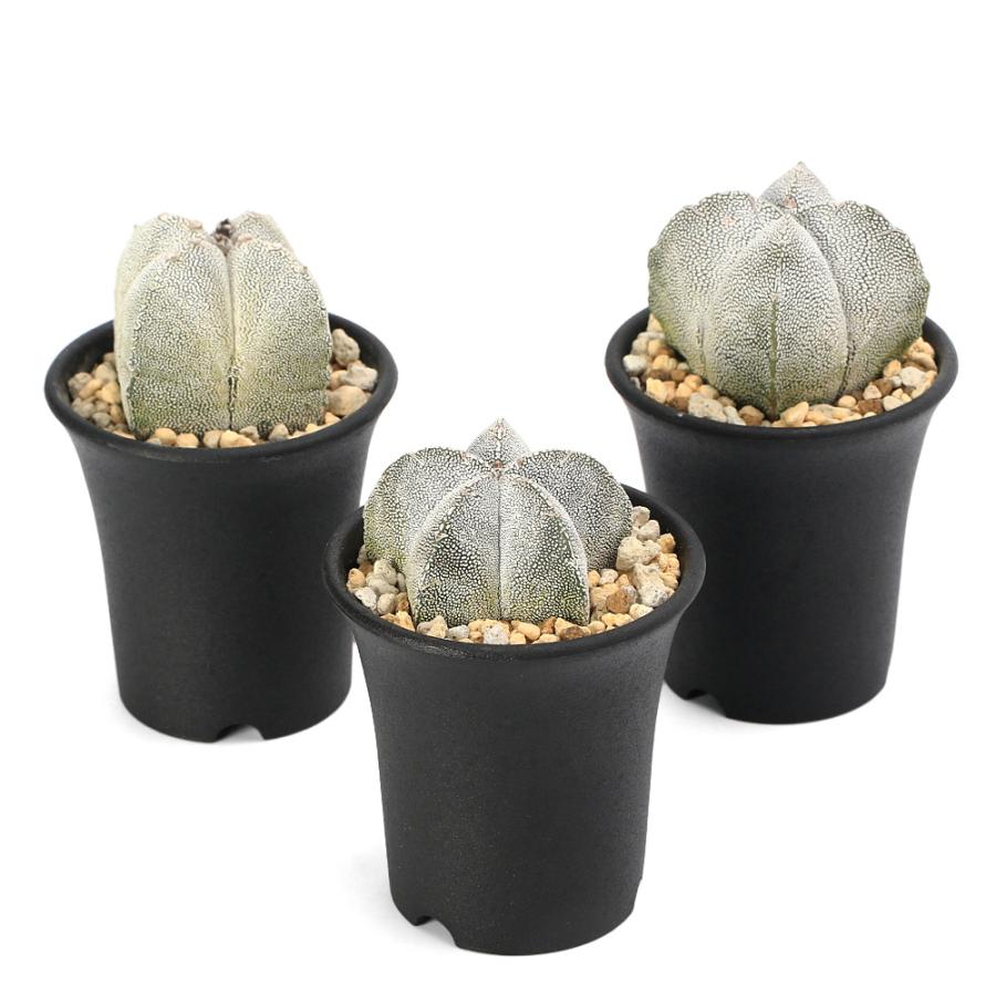 多肉植物）サボテン アストロフィツム 恩塚ランポー玉（恩塚鸞鳳玉）2