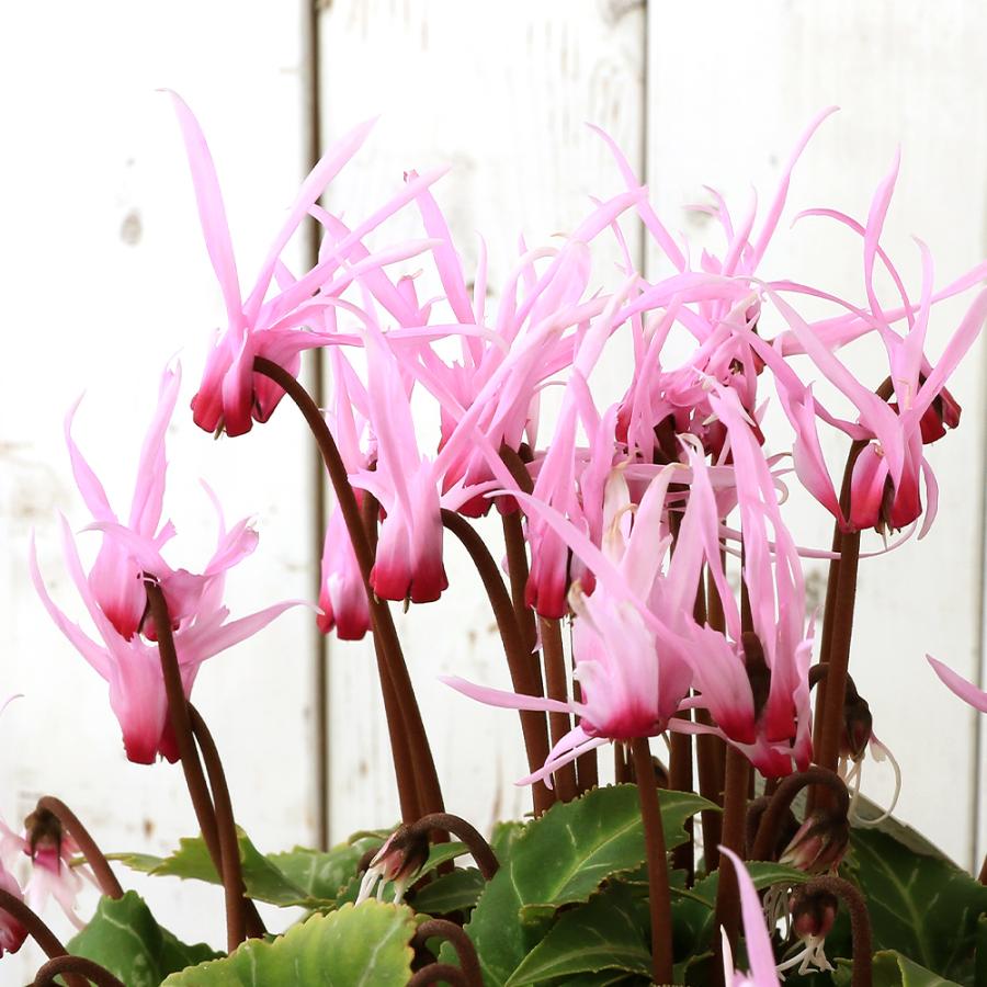 観葉植物）シクラメン ピーコック 4号 開花終了株（1ポット