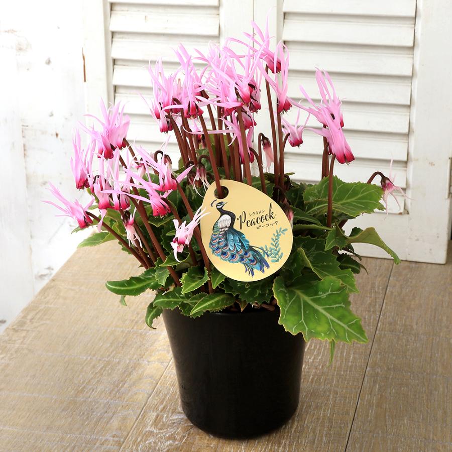 観葉植物）シクラメン ピーコック 4号 開花終了株（1ポット