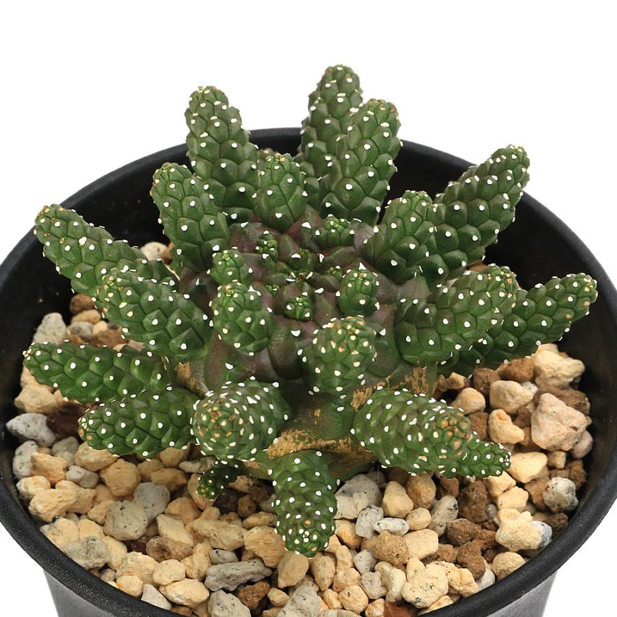 多肉植物）ユーフォルビア ガムケンシス 3号（1鉢） : チャーム