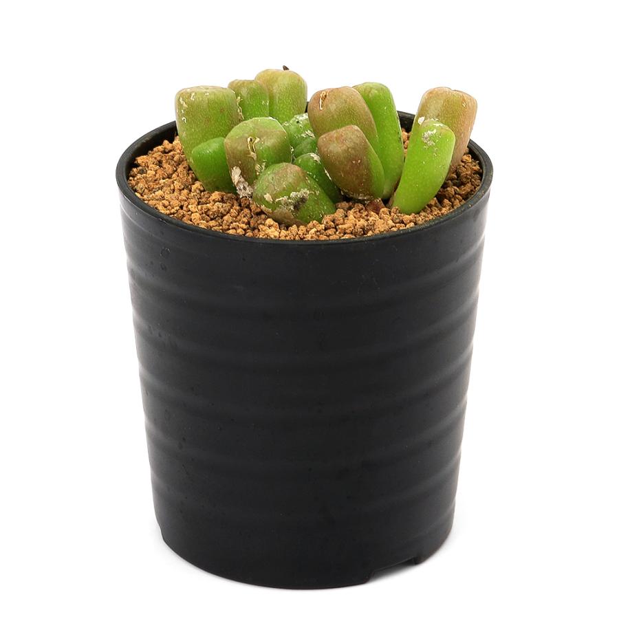 多肉植物）コノフィツム エクティプム スルカツム 2号（1鉢