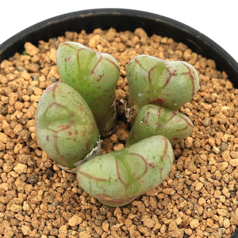 （多肉植物）コノフィツム　マルニエリアナム　円空　２号（１鉢） | 