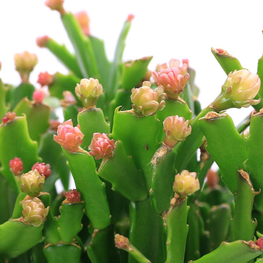 りんご様専用 シャコバサボテン コンペイトウファイヤー シクラメン