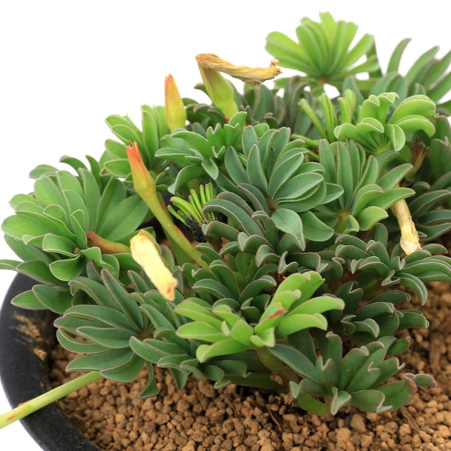 多肉植物）オキザリス ピンク 3号（1鉢） : チャーム charm ヤフー店