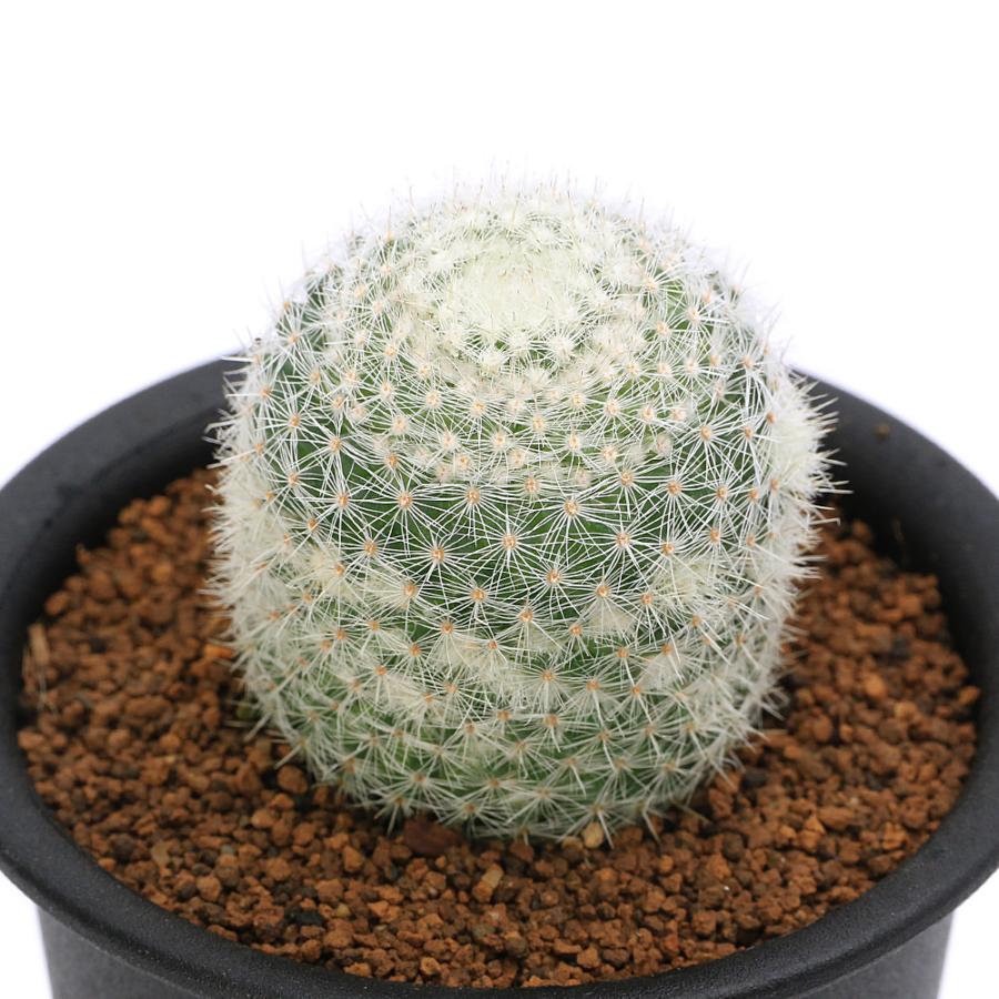 多肉植物）サボテン マミラリア 鶴の子丸 3号（1鉢） : チャーム