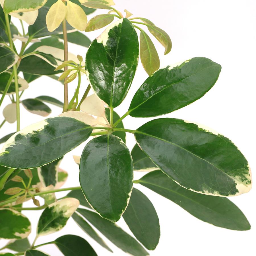 観葉植物）シェフレラ ムーンドロップ 5号（1鉢） : チャーム charm