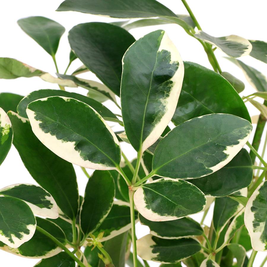 観葉植物）シェフレラ ムーンドロップ 5号（1鉢） : チャーム charm