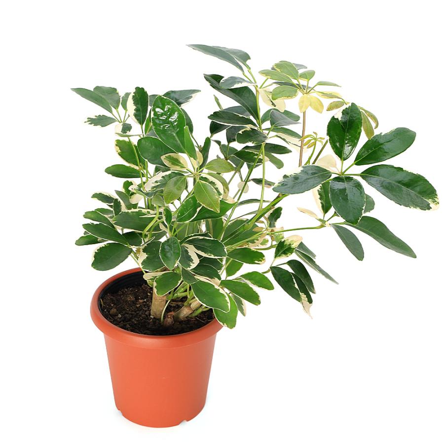 観葉植物）シェフレラ ムーンドロップ 5号（1鉢） : チャーム charm