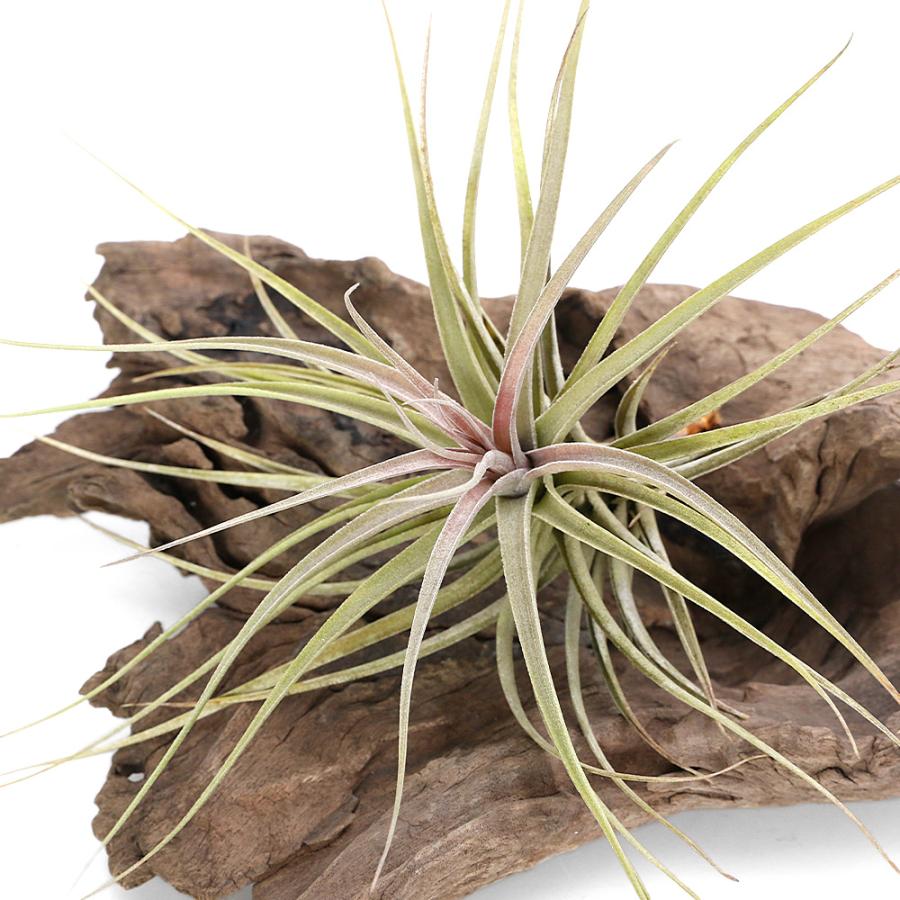 s*i様 チランジアハイブリッド 観葉植物）エアープランツ チランジア アエラントス ハイブリッド（1