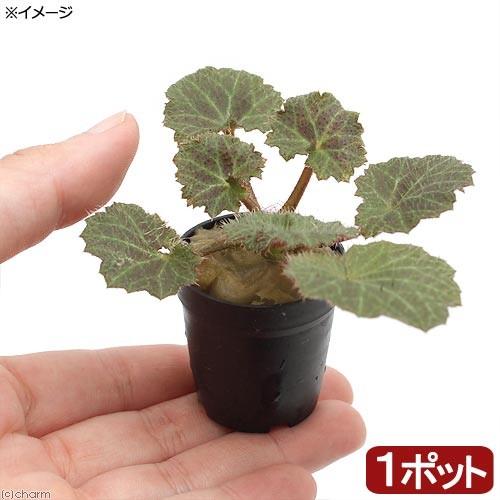 観葉植物 ビバリウムプランツ ユキノシタ １ポット チャーム Charm Paypayモール店 通販 Paypayモール