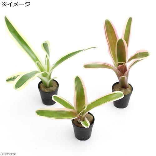 観葉植物 ビバリウムプランツ ネオレゲリア ファイヤーボール 斑入り ３ｃｍポット １ポット チャーム Charm ヤフー店 通販 Yahoo ショッピング