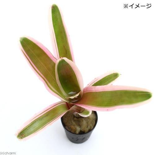 観葉植物 ビバリウムプランツ ネオレゲリア ファイヤーボール 斑入り ３ｃｍポット １ポット チャーム Charm ヤフー店 通販 Yahoo ショッピング