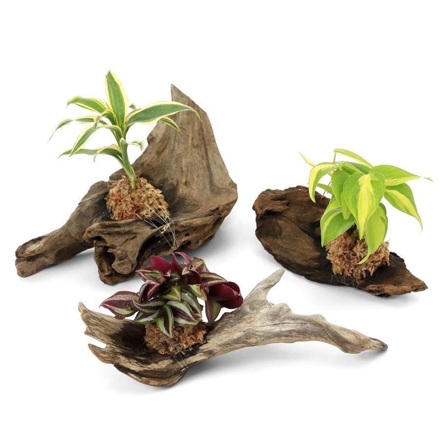 観葉植物）テラリウム向け ミニ観葉付流木 Mサイズ（1個）水苔
