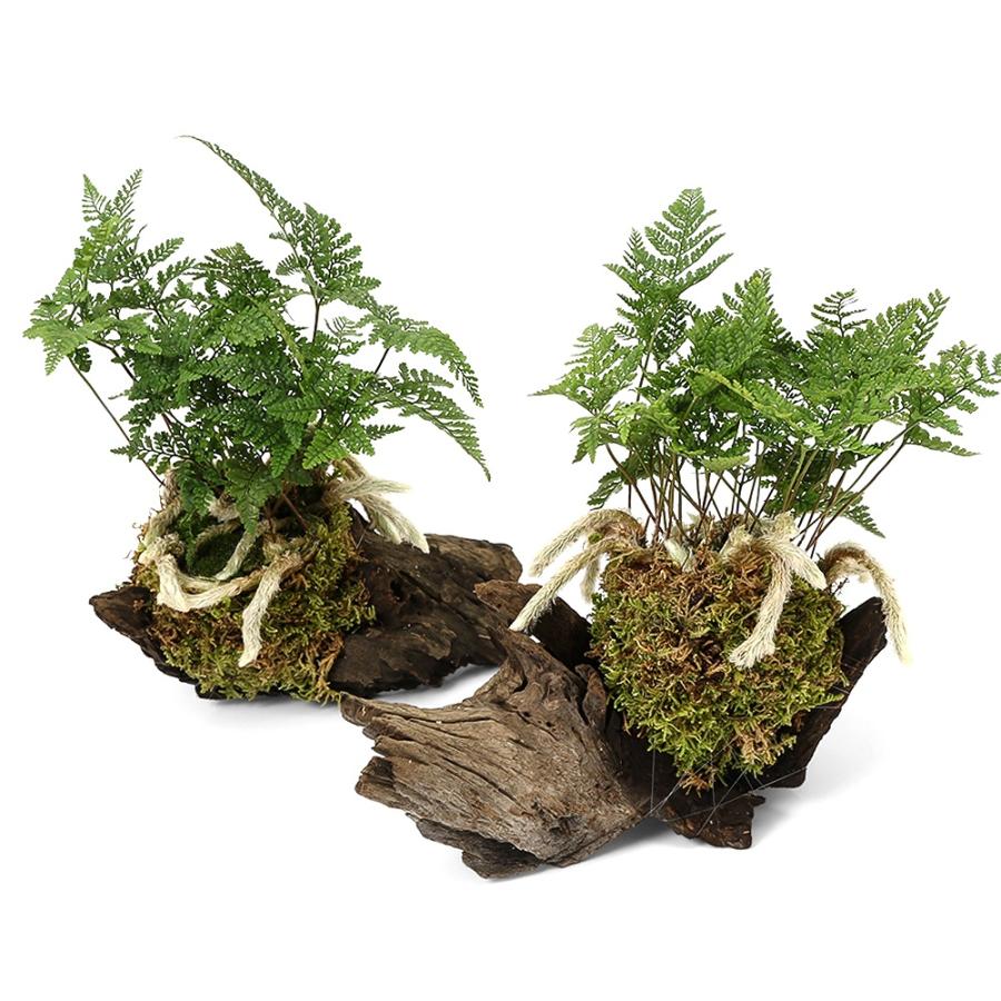 観葉植物）テラリウム向け トキワシノブ付流木 Mサイズ（1個）這苔