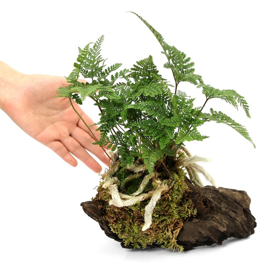 特大　トキワシノブ 観葉植物）テラリウム向け トキワシノブ付流木 Mサイズ（1個）這苔