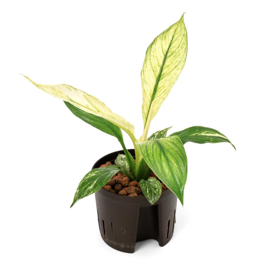 観葉植物）ハイドロ苗9φ・Lサイズ スパティフィラム センセーション