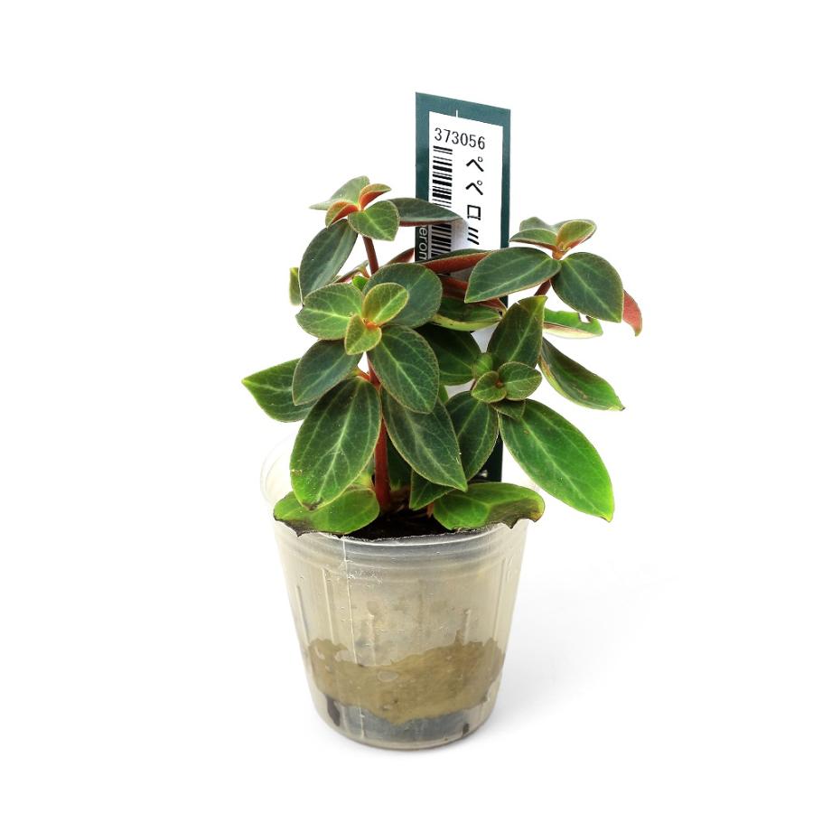 観葉植物）ミニ観葉 オアシス苗 ペペロミア ルブラ（1苗） : チャーム